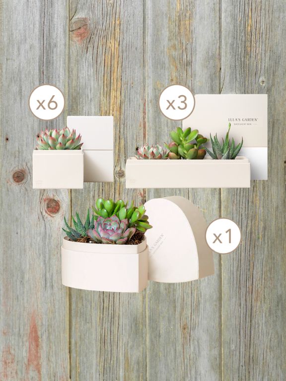 LULAS GARDEN JR STARTER SUCCULENT PLANT KIT